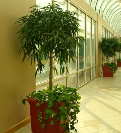 Hospital interior with Ficus Ali and pothos plantings